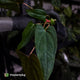 Anthurium 'Twin Phoenix' x (subsignatum x papillilaminum)