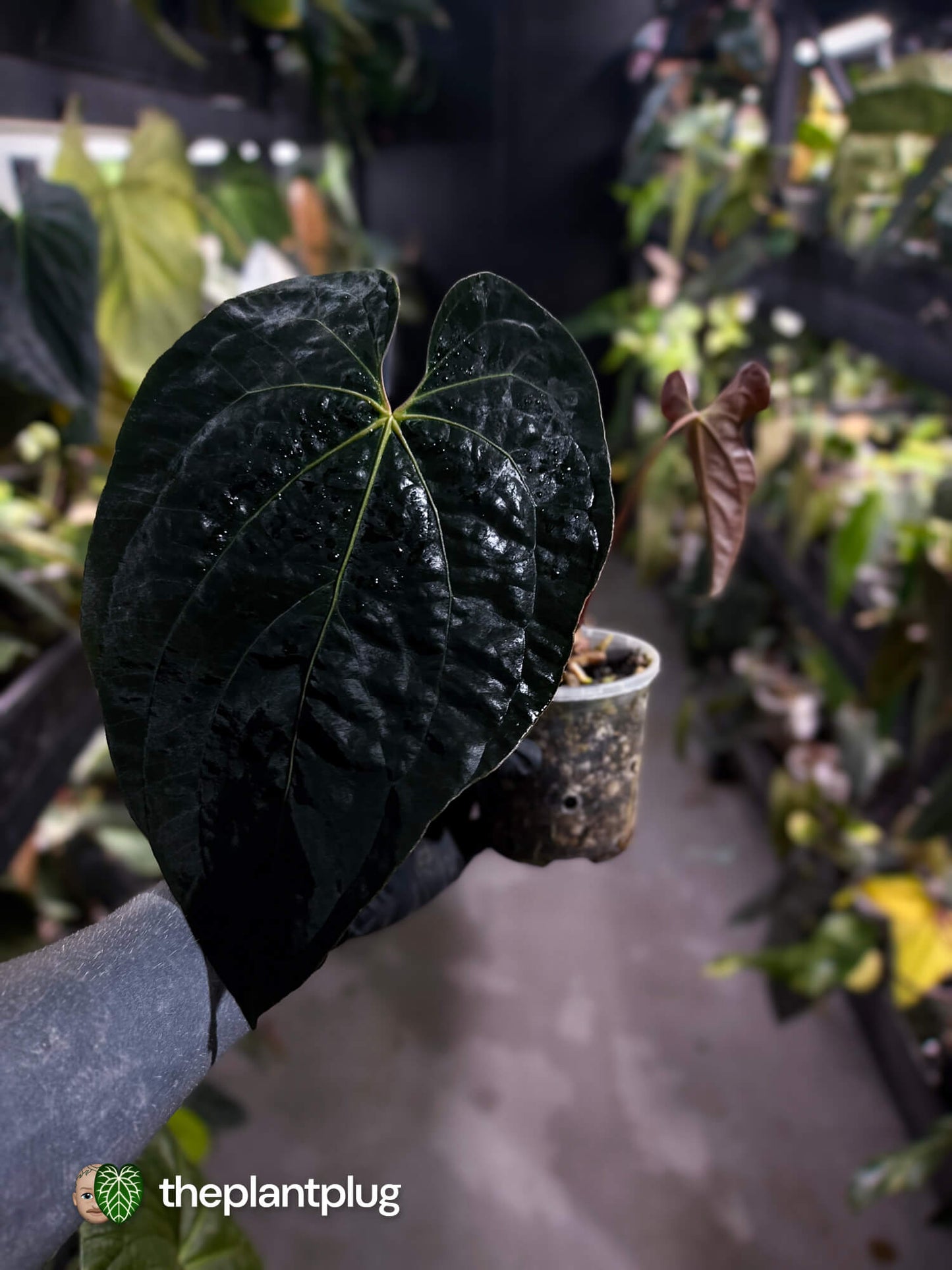 Anthurium #AndrasDagger • papillilaminum x besseae aff • select holdback