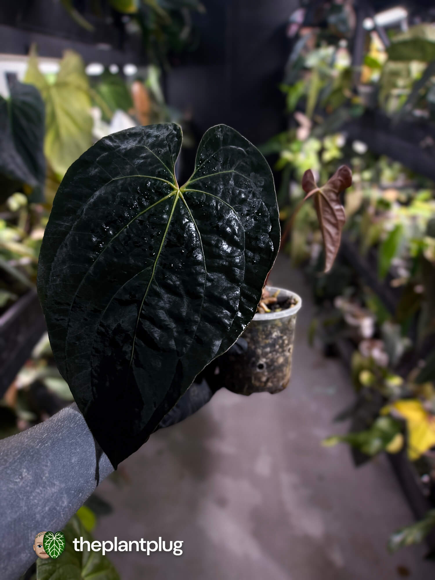 Anthurium #AndrasDagger • papillilaminum x besseae aff • select holdback
