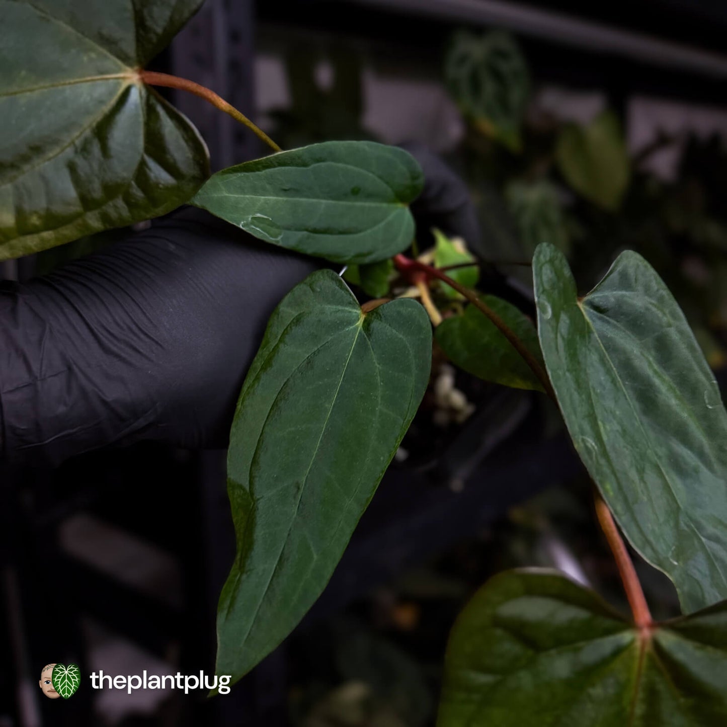 Anthurium 'Twin Phoenix' x (subsignatum x papillilaminum)