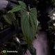 Anthurium 'Twin Phoenix' x (subsignatum x papillilaminum)