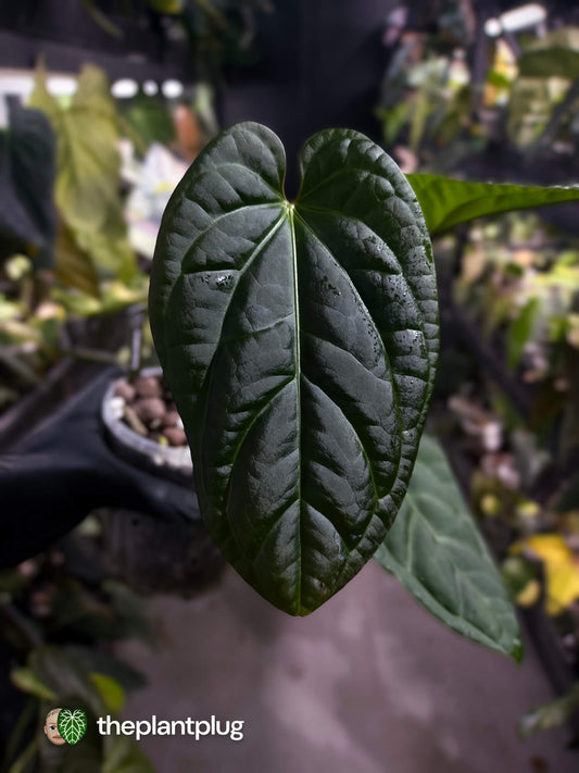 Anthurium (crystallinum x radicans) 'Fusion'