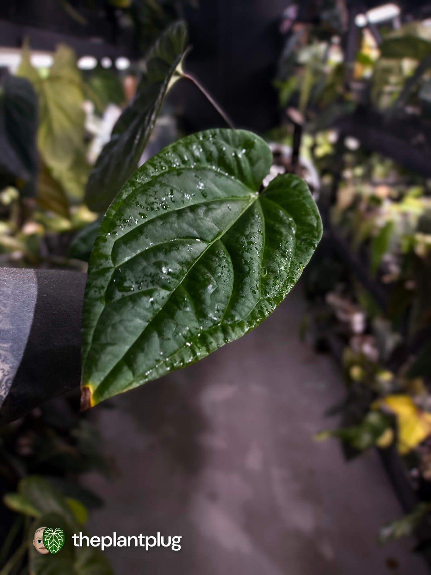 Anthurium (crystallinum x radicans) 'Fusion'
