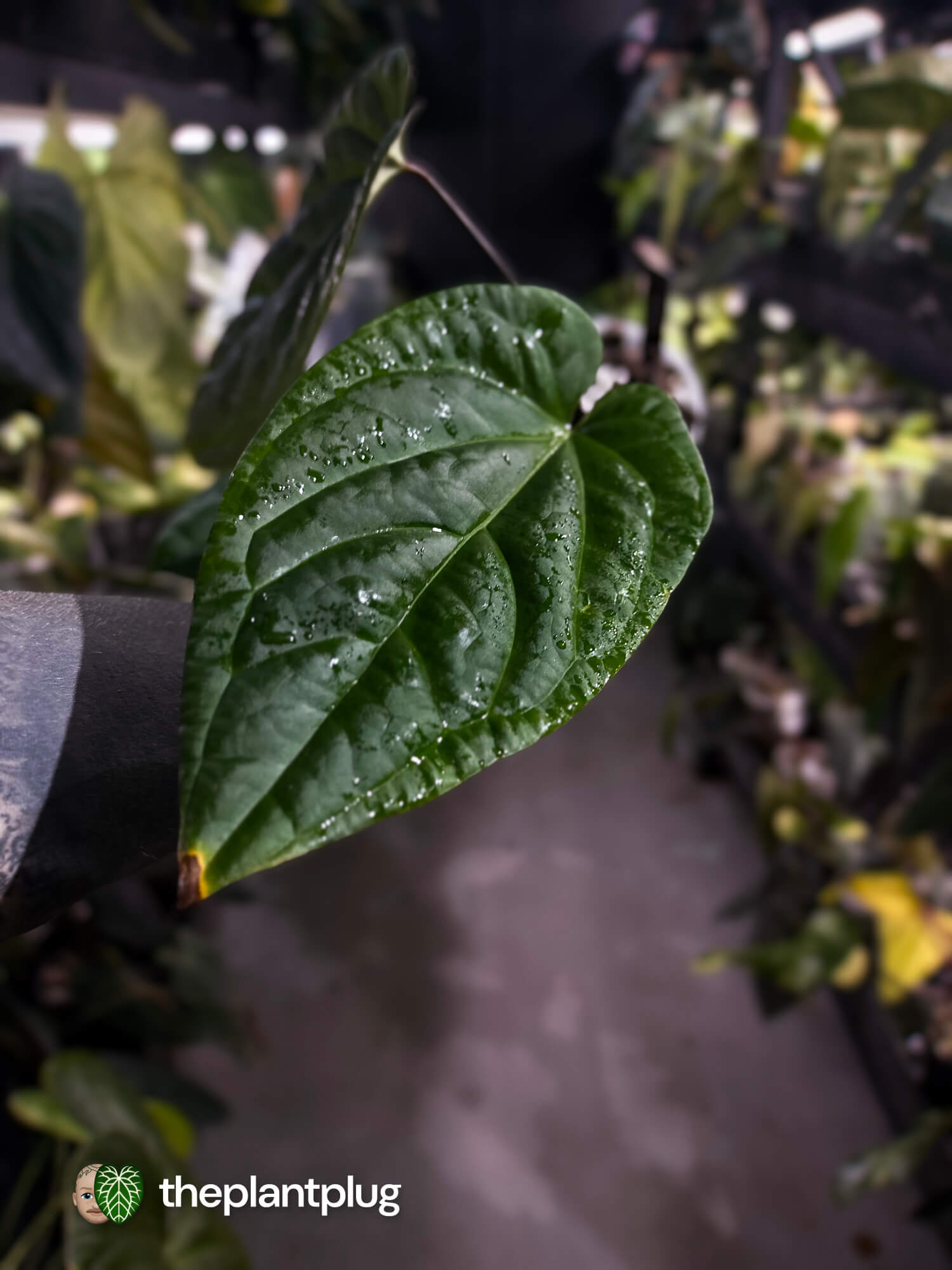 Anthurium (crystallinum x radicans) 'Fusion'