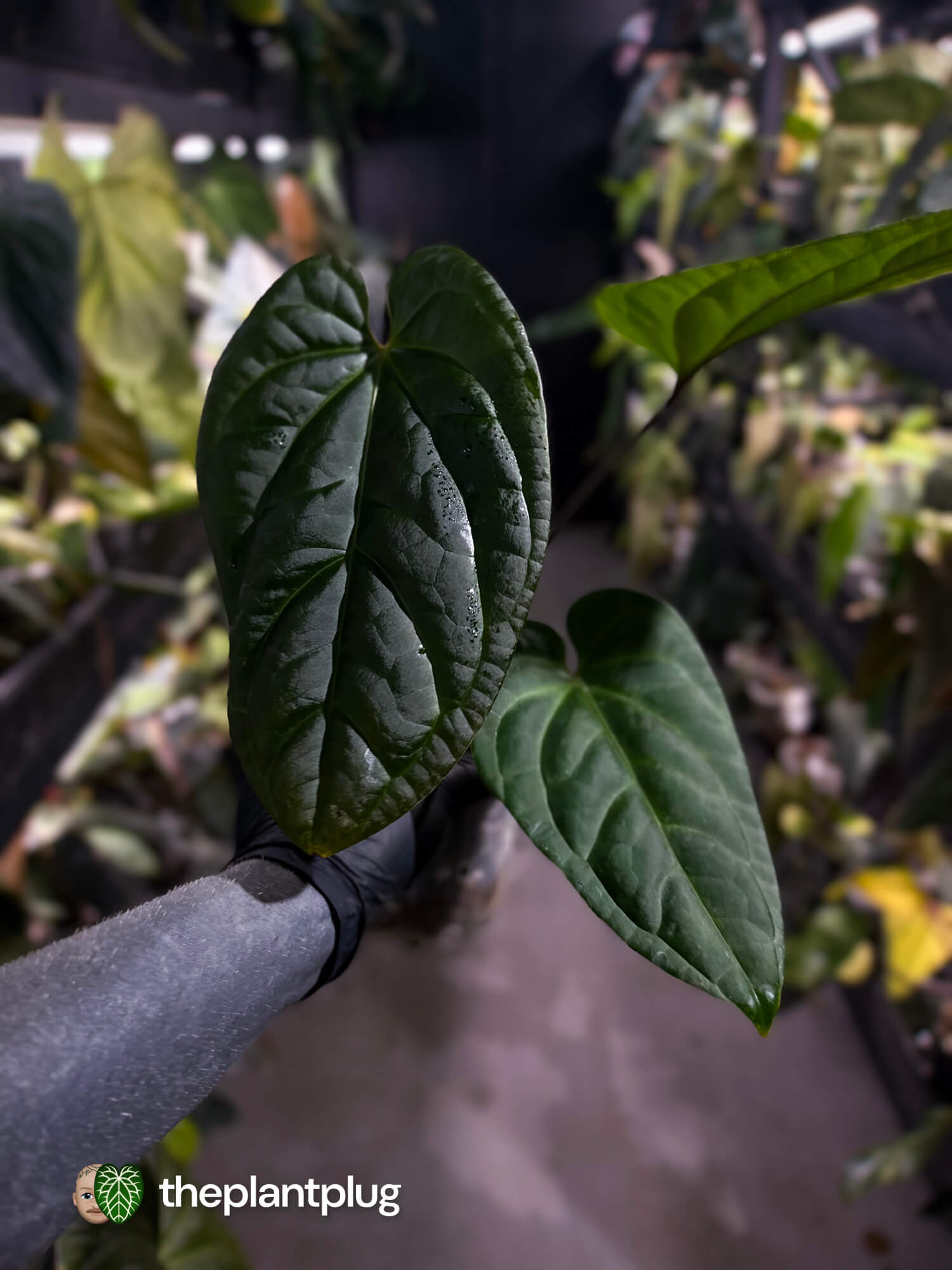 Anthurium (crystallinum x radicans) 'Fusion'