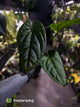 Anthurium (crystallinum x radicans) 'Fusion'