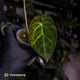 Anthurium forgetii hybrid variegated