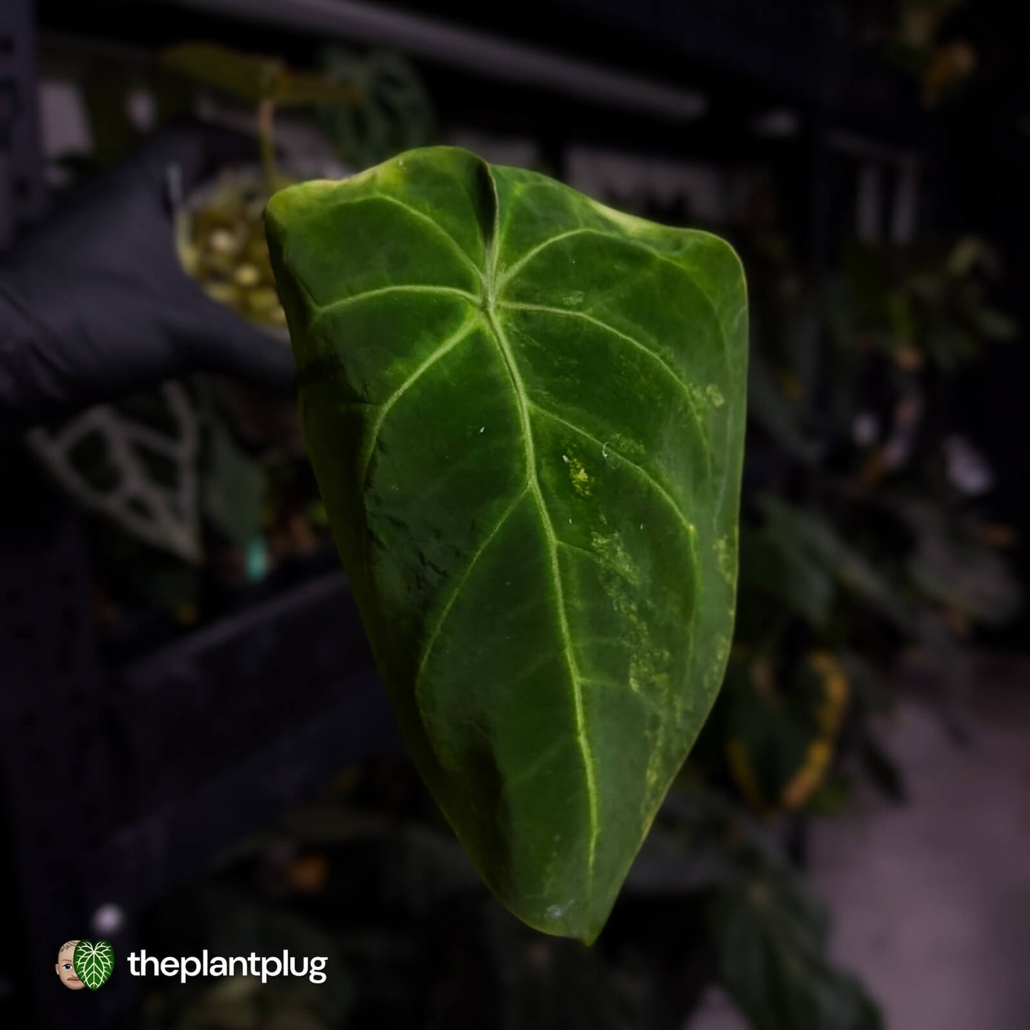 Anthurium forgetii hybrid variegated