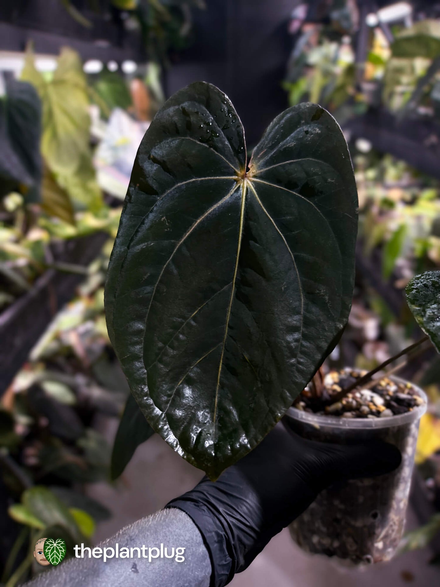 Anthurium (carlablackiae x dressleri 'RG') x antolakii / 'BVEP' • holdback