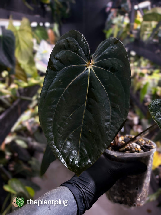 Anthurium (carlablackiae x dressleri 'RG') x antolakii / 'BVEP' • holdback