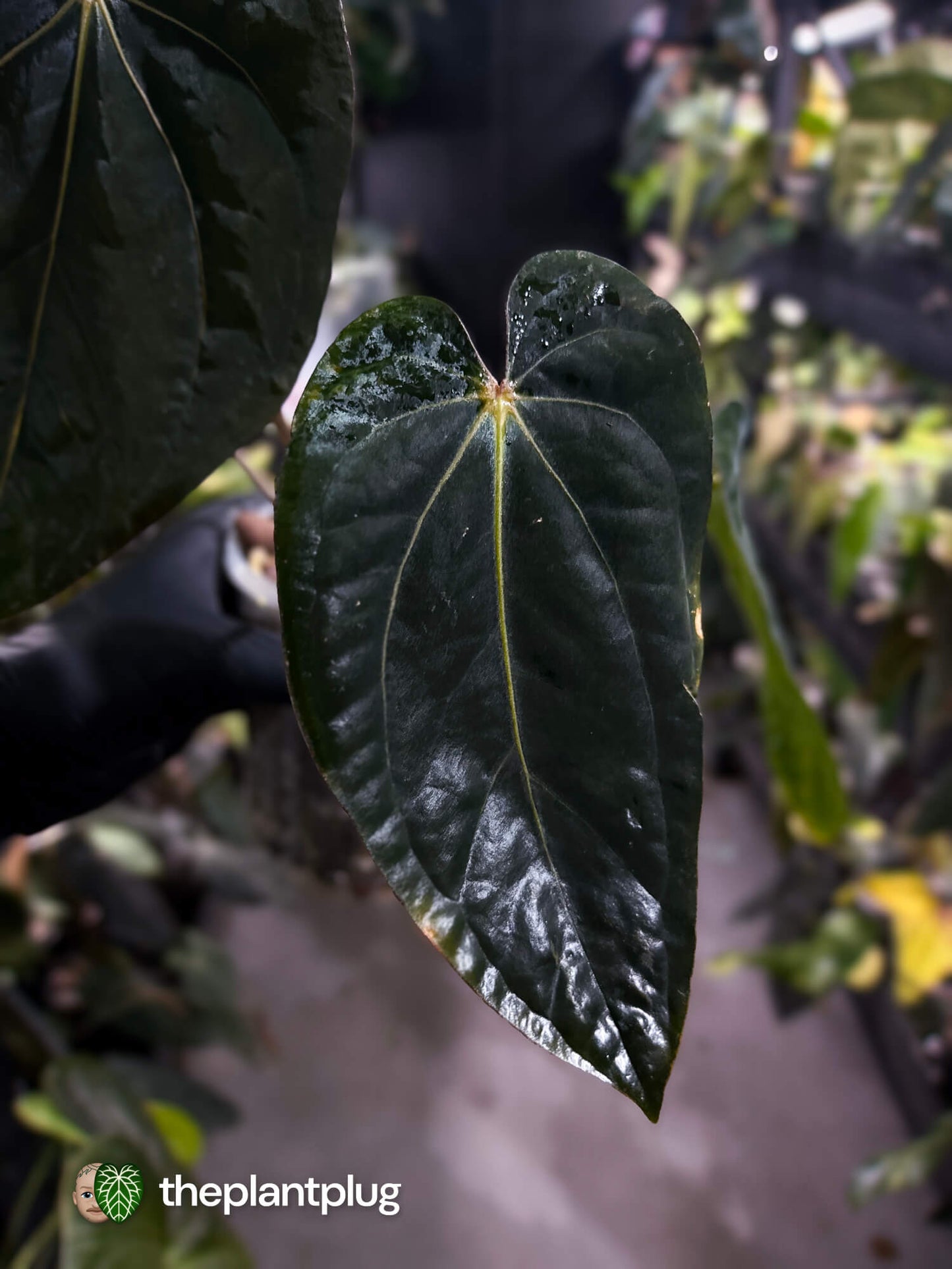 Anthurium (carlablackiae x dressleri 'RG') x antolakii / 'BVEP' • holdback