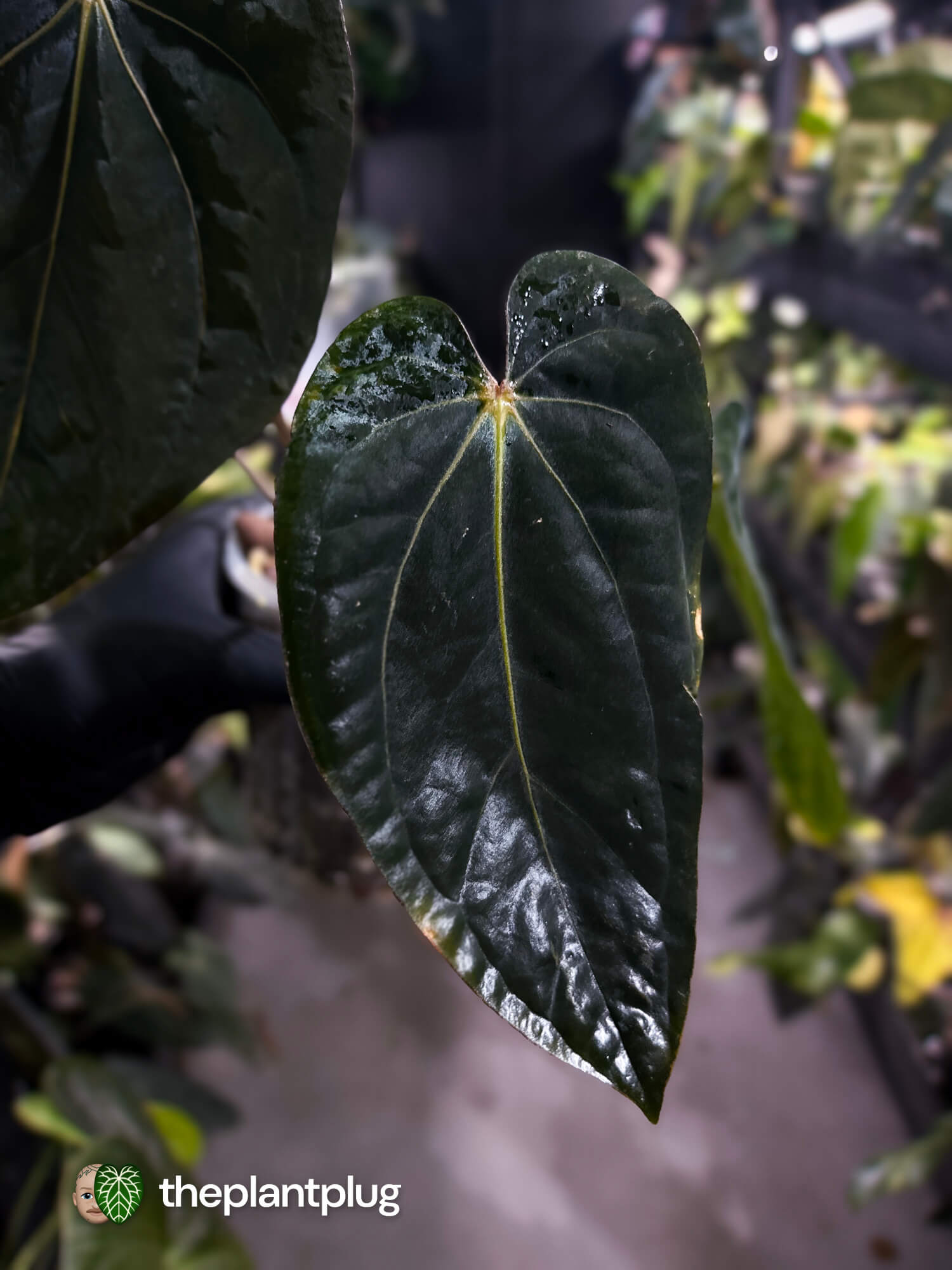 Anthurium (carlablackiae x dressleri 'RG') x antolakii / 'BVEP' • holdback