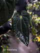 Anthurium (carlablackiae x dressleri 'RG') x antolakii / 'BVEP' • holdback
