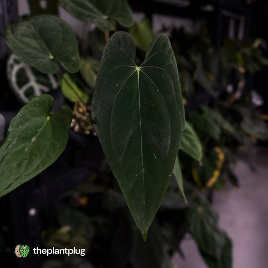 Anthurium 'Midnight Velvet' x (papillilaminum x dressleri)