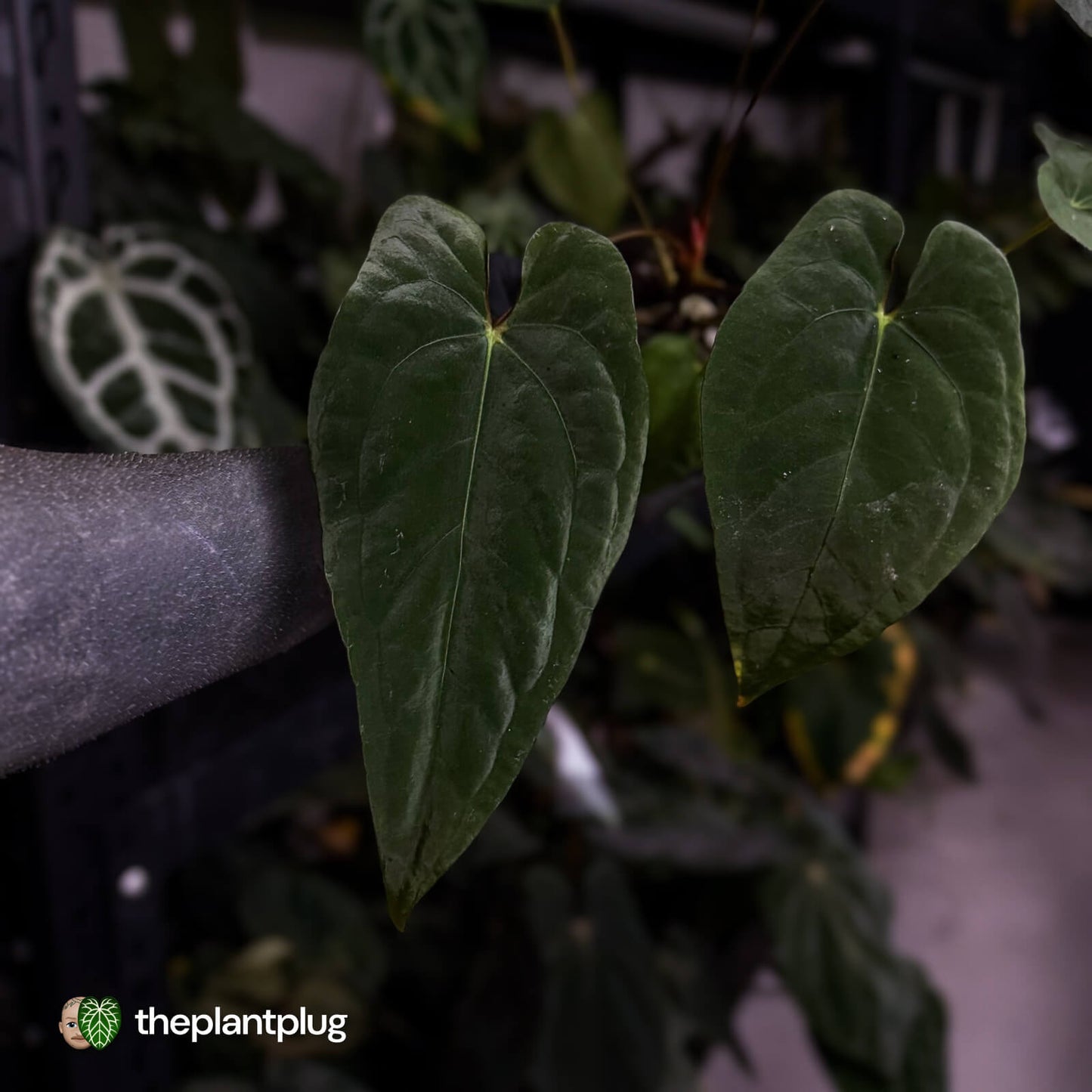 Anthurium 'Midnight Velvet' x (papillilaminum x dressleri)