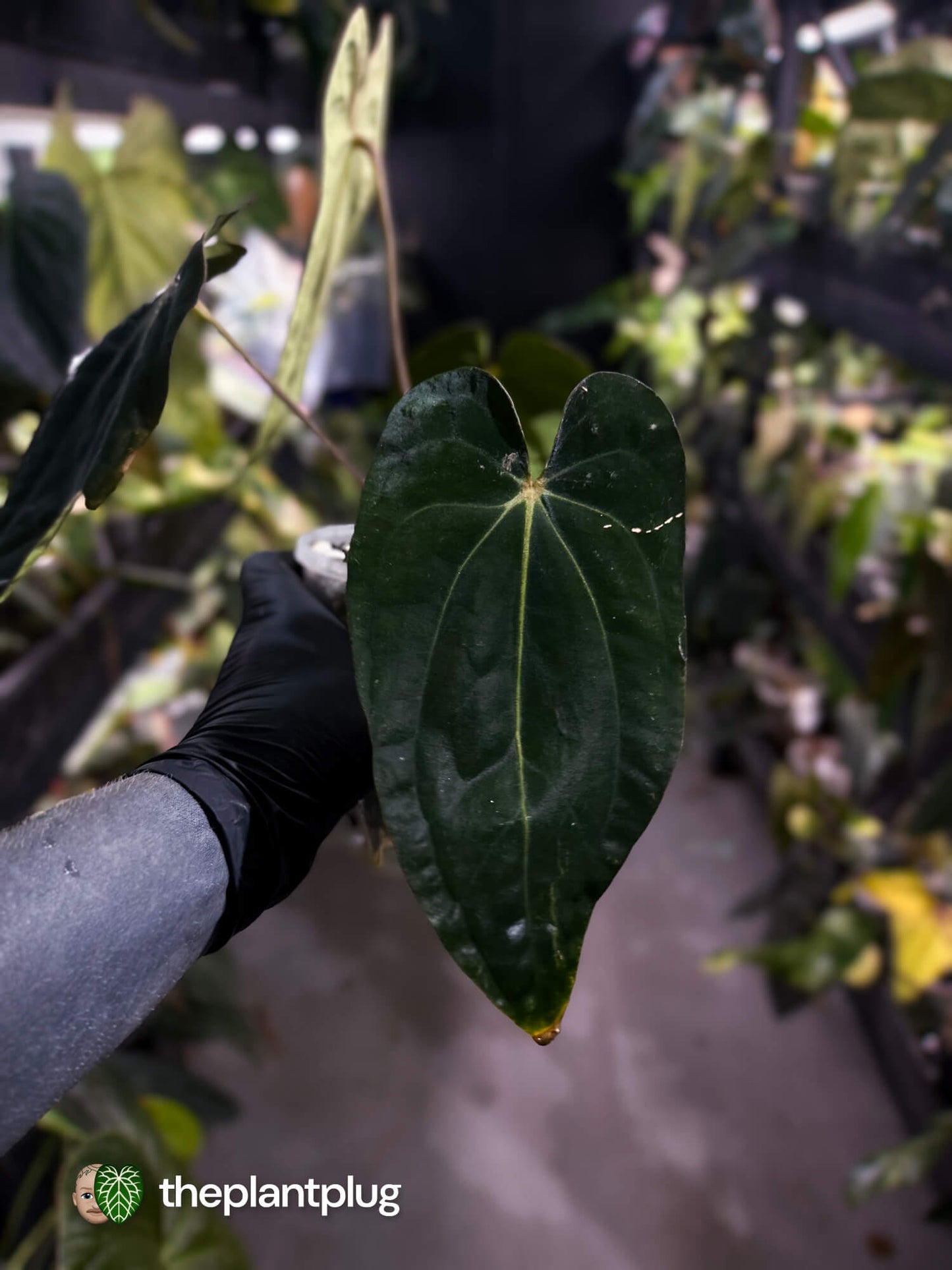 Anthurium (carlablackiae x dressleri 'RG') x antolakii / 'BVEP' • holdback