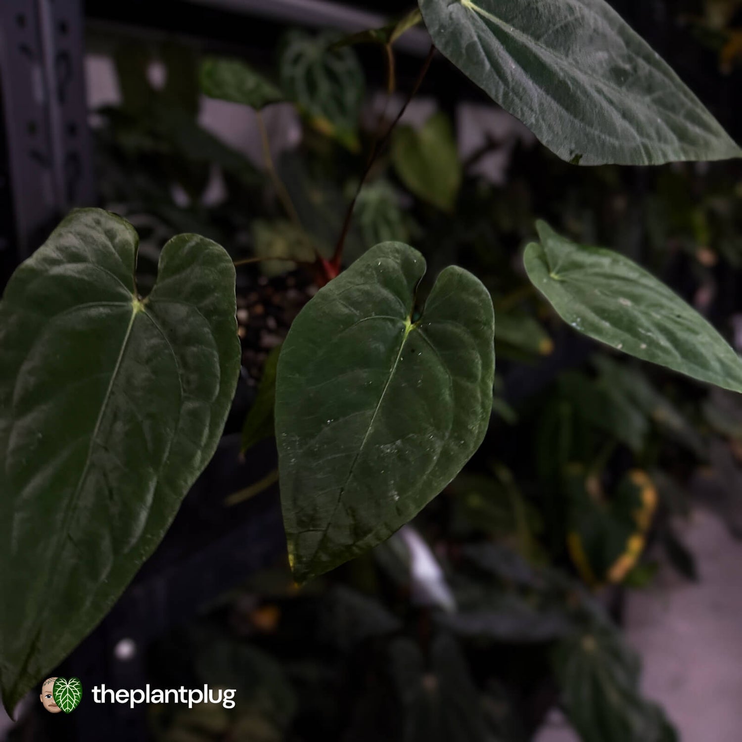 Anthurium 'Midnight Velvet' x (papillilaminum x dressleri)
