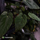 Anthurium 'Midnight Velvet' x (papillilaminum x dressleri)