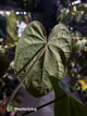 Anthurium (carlablackiae x dressleri 'RG') x antolakii / 'BVEP' • holdback