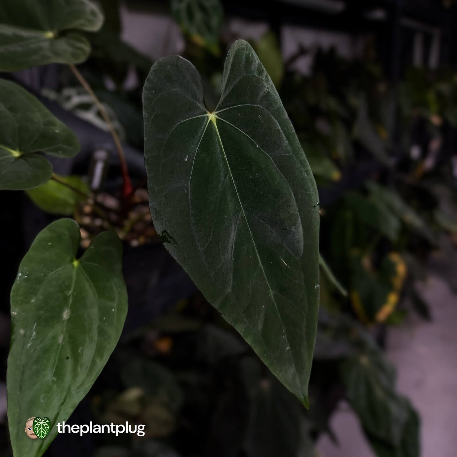 Anthurium 'Midnight Velvet' x (papillilaminum x dressleri)