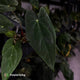 Anthurium 'Midnight Velvet' x (papillilaminum x dressleri)