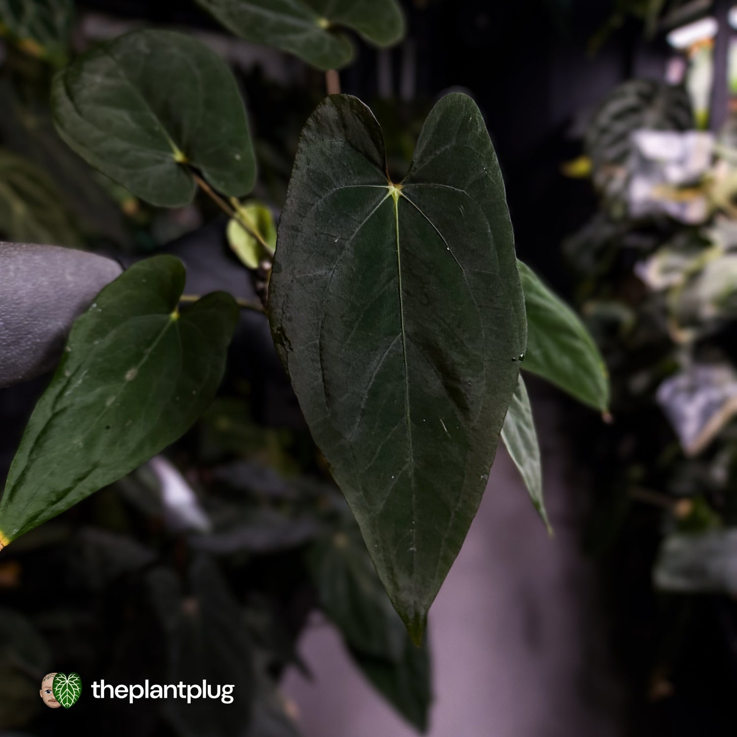 Anthurium 'Midnight Velvet' x (papillilaminum x dressleri)