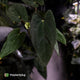 Anthurium 'Midnight Velvet' x (papillilaminum x dressleri)