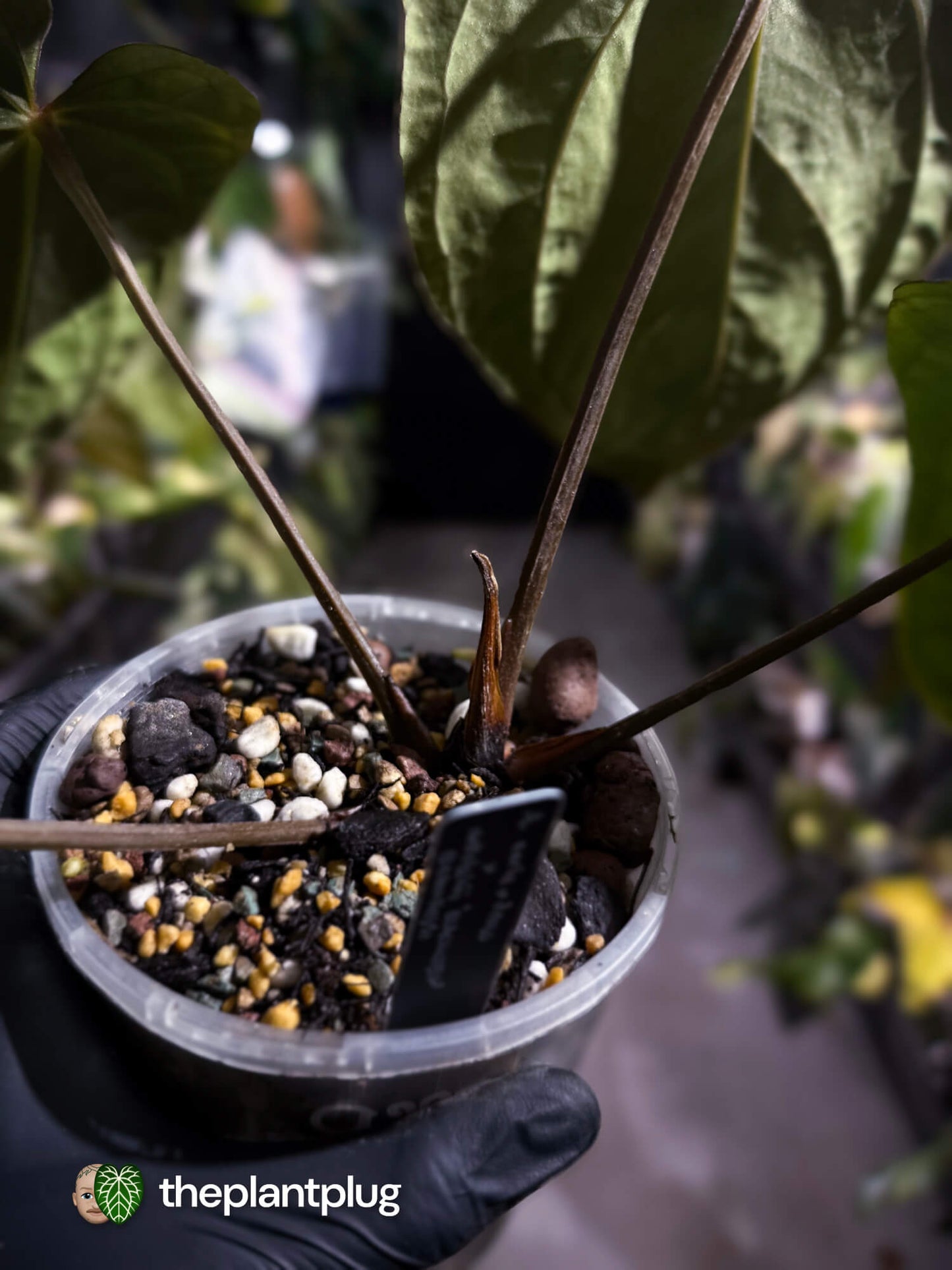 Anthurium (carlablackiae x dressleri 'RG') x antolakii / 'BVEP' • holdback