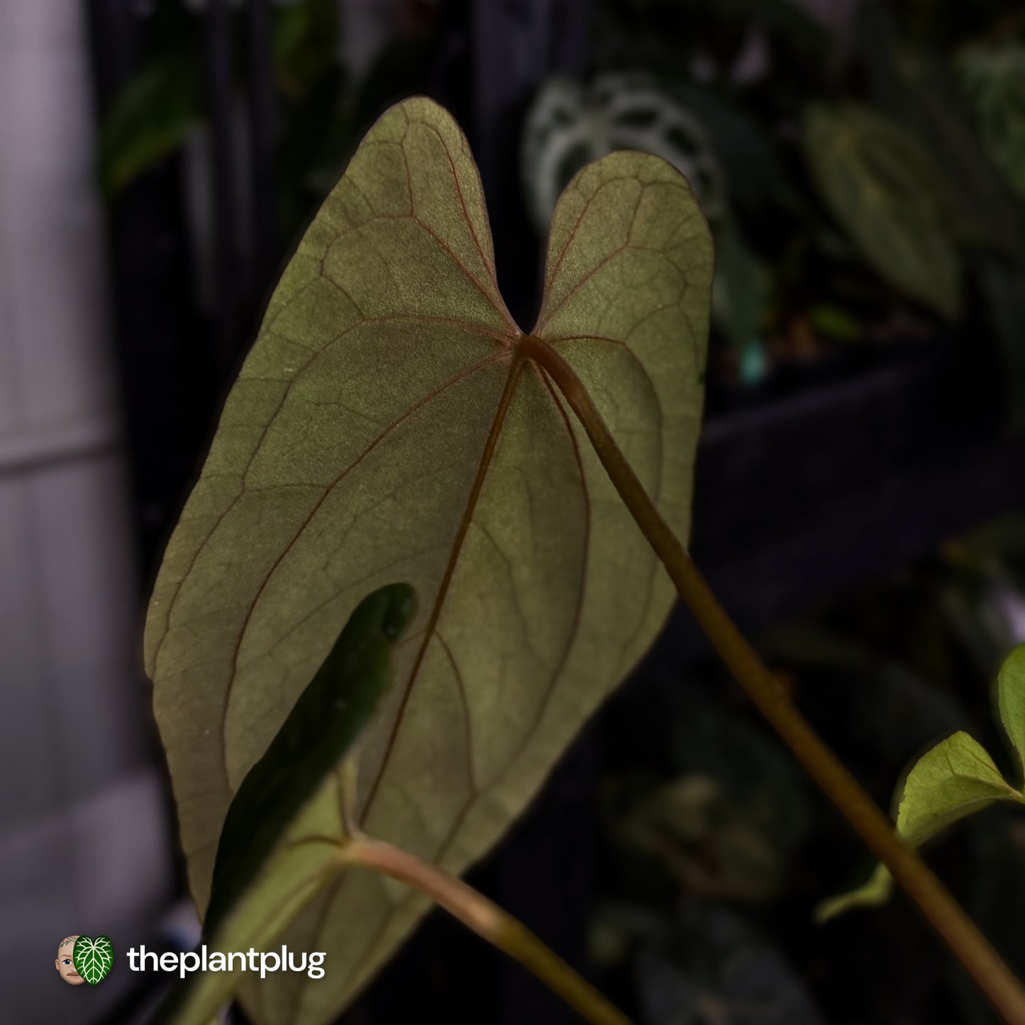 Anthurium 'Midnight Velvet' x (papillilaminum x dressleri)