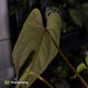 Anthurium 'Midnight Velvet' x (papillilaminum x dressleri)