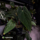 Anthurium 'Midnight Velvet' x (papillilaminum x dressleri)