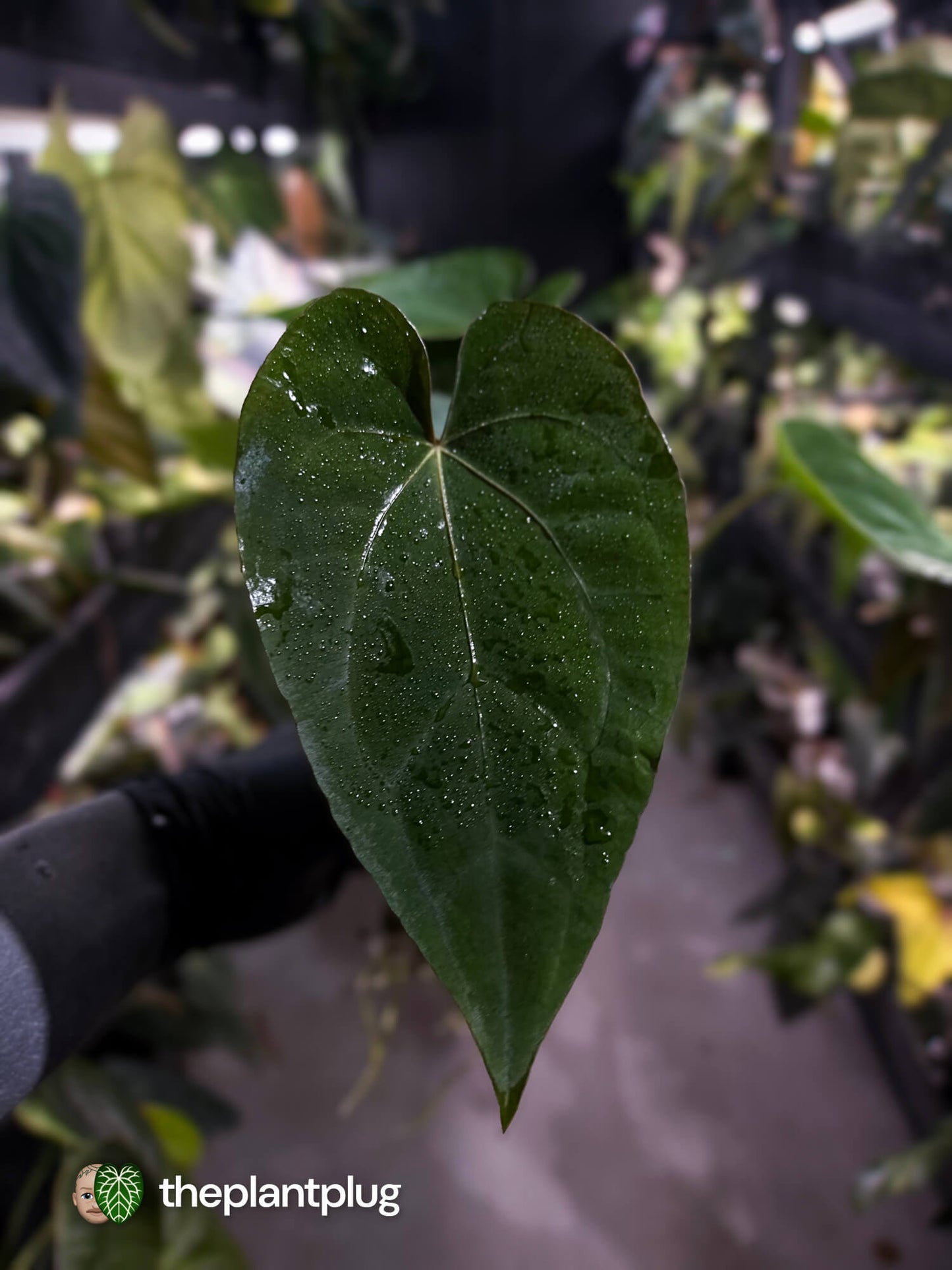 Anthurium #Hecate ('Blackx' x 'Hoffx') x dressleri (ex. LAS) • 3 plants