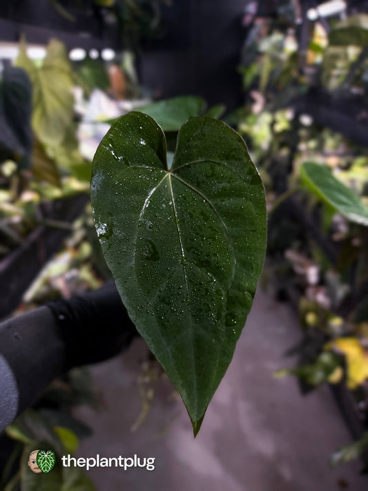 Anthurium #Hecate ('Blackx' x 'Hoffx') x dressleri (ex. LAS) • 3 plants