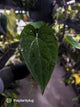 Anthurium #Hecate ('Blackx' x 'Hoffx') x dressleri (ex. LAS) • 3 plants