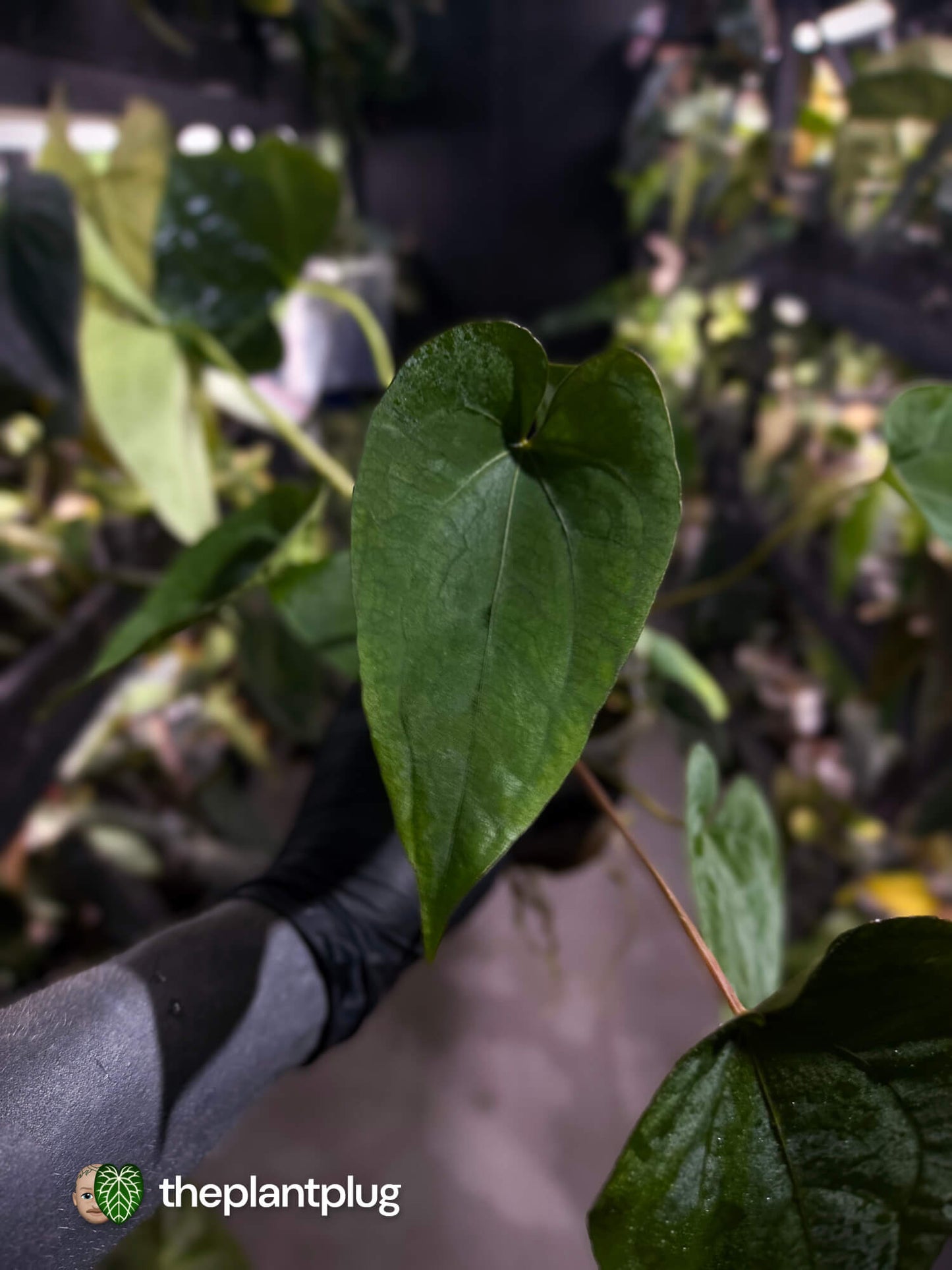 Anthurium #Hecate ('Blackx' x 'Hoffx') x dressleri (ex. LAS) • 3 plants