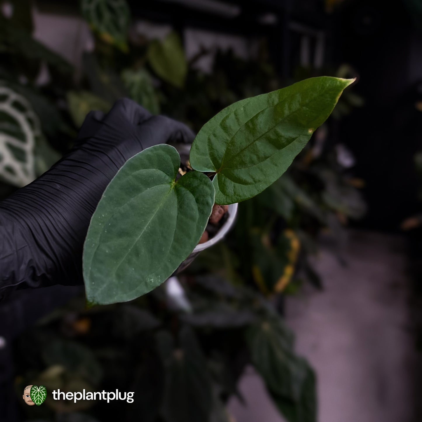 Anthurium 'Midnight Velvet' 'Deep Ruby' x 'Bloodmoon' 🩸