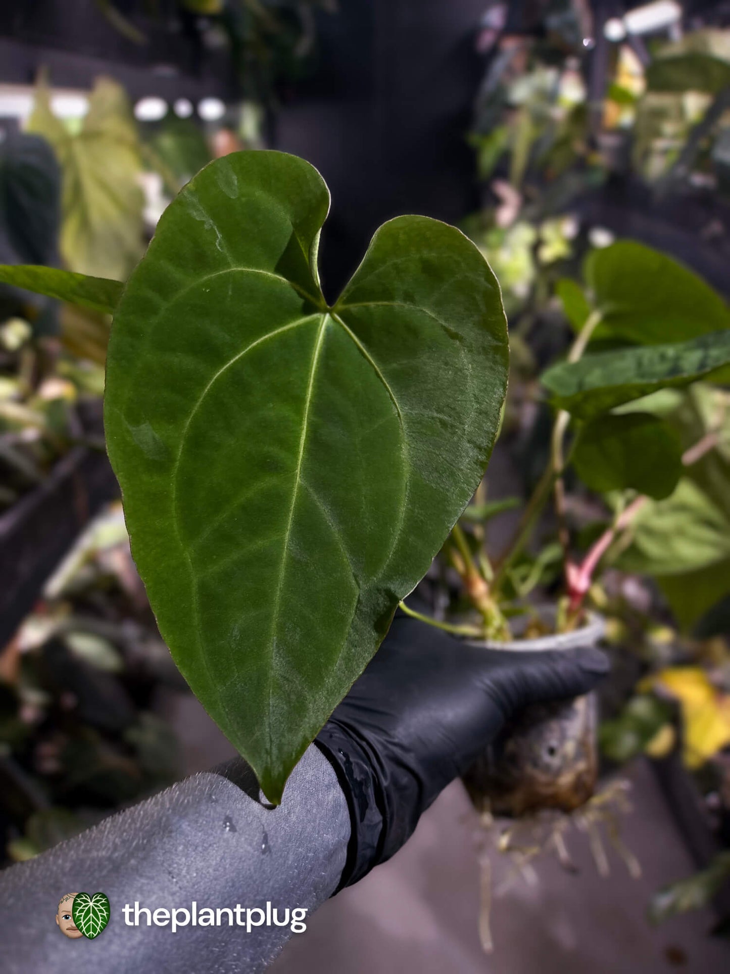 Anthurium #Hecate ('Blackx' x 'Hoffx') x dressleri (ex. LAS) • 3 plants