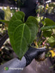 Anthurium #Hecate ('Blackx' x 'Hoffx') x dressleri (ex. LAS) • 3 plants