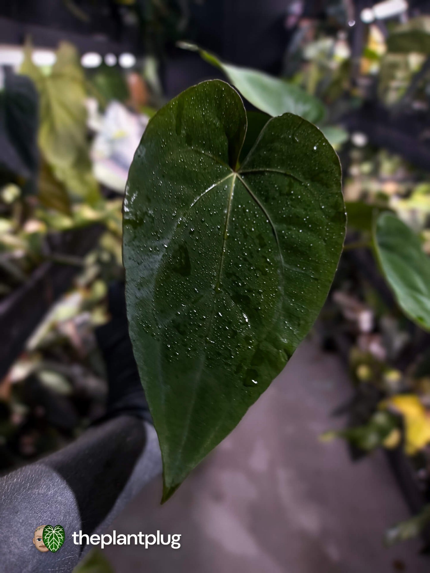 Anthurium #Hecate ('Blackx' x 'Hoffx') x dressleri (ex. LAS) • 3 plants