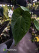 Anthurium #Hecate ('Blackx' x 'Hoffx') x dressleri (ex. LAS) • 3 plants