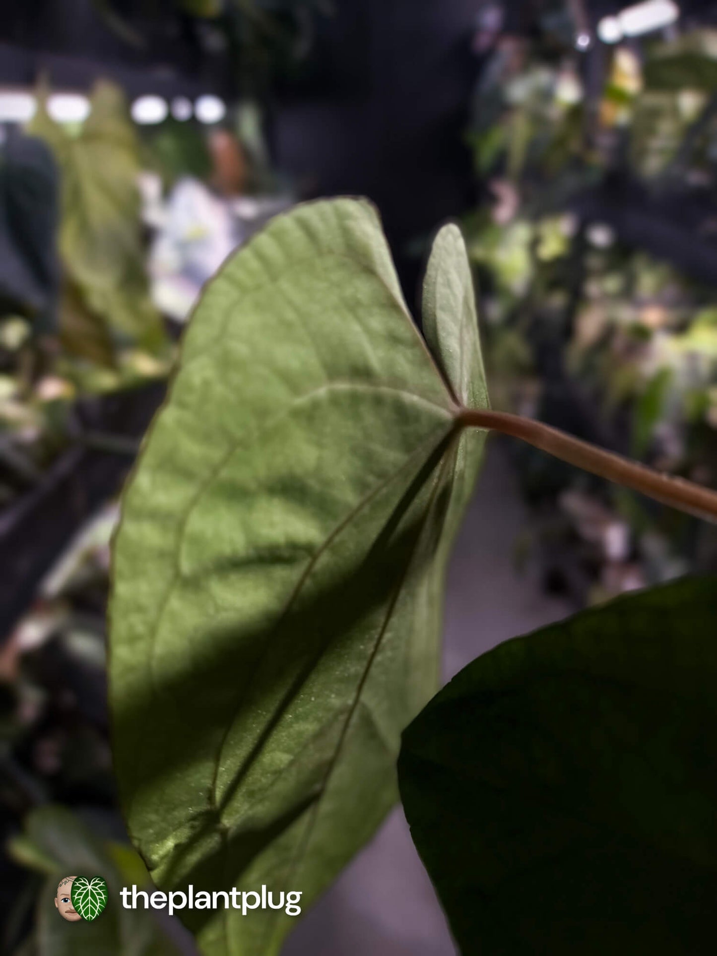 Anthurium #Hecate ('Blackx' x 'Hoffx') x dressleri (ex. LAS) • 3 plants
