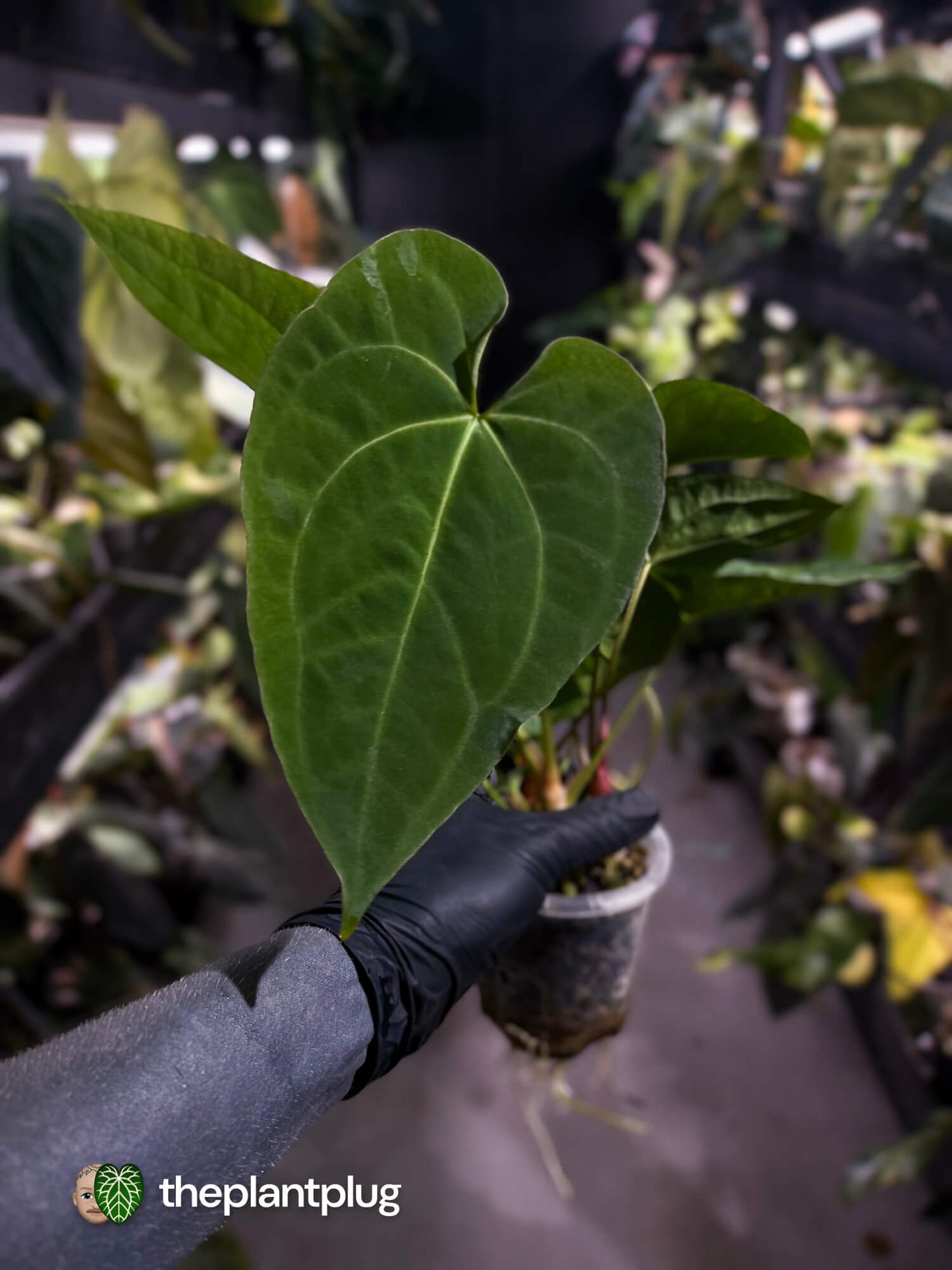 Anthurium #Hecate ('Blackx' x 'Hoffx') x dressleri (ex. LAS) • 3 plants
