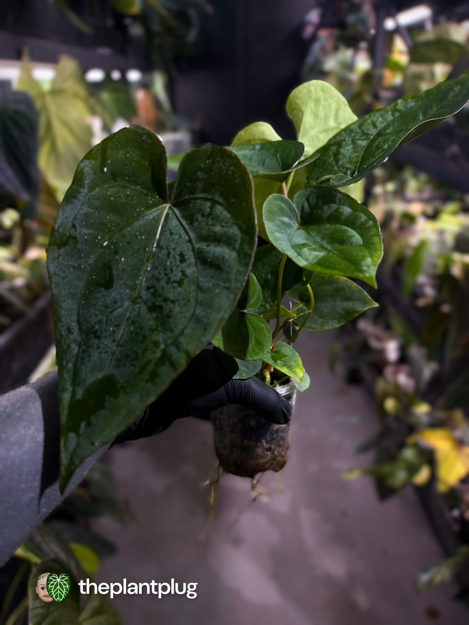 Anthurium #Hecate ('Blackx' x 'Hoffx') x dressleri (ex. LAS) • 3 plants