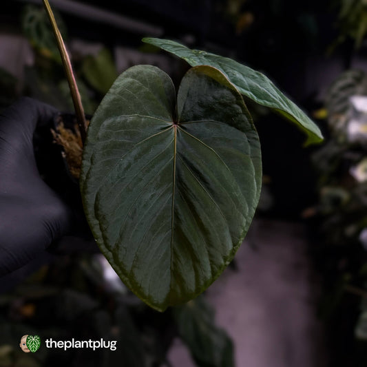 Anthurium 'Midnight Velvet' x kunayalense ❤️