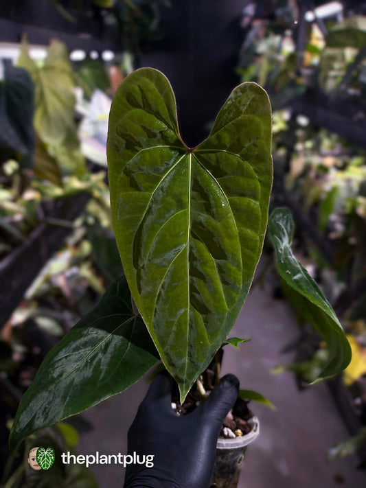 Anthurium besseae aff 'Elektra' x sp. 'Peru Velvet'