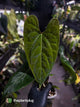 Anthurium besseae aff 'Elektra' x sp. 'Peru Velvet'