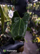 Anthurium besseae aff 'Elektra' x sp. 'Peru Velvet'