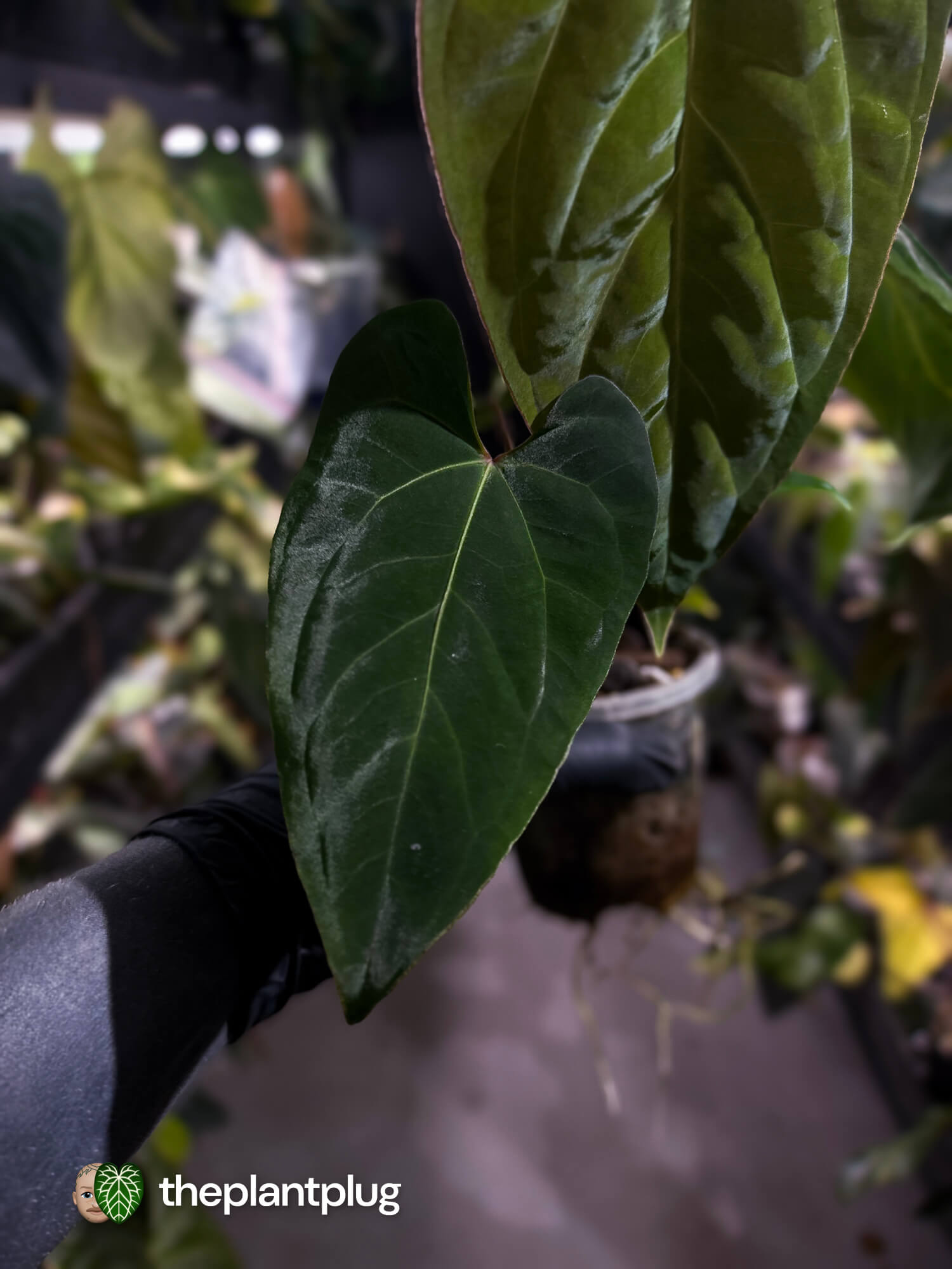 Anthurium besseae aff 'Elektra' x sp. 'Peru Velvet'