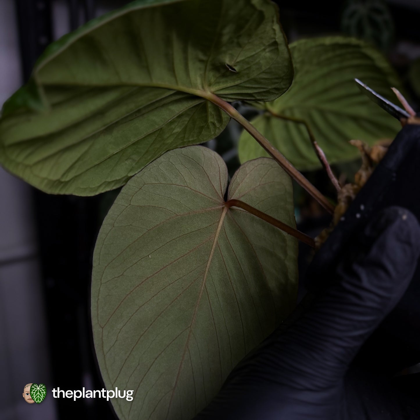 Anthurium 'Midnight Velvet' x kunayalense ❤️