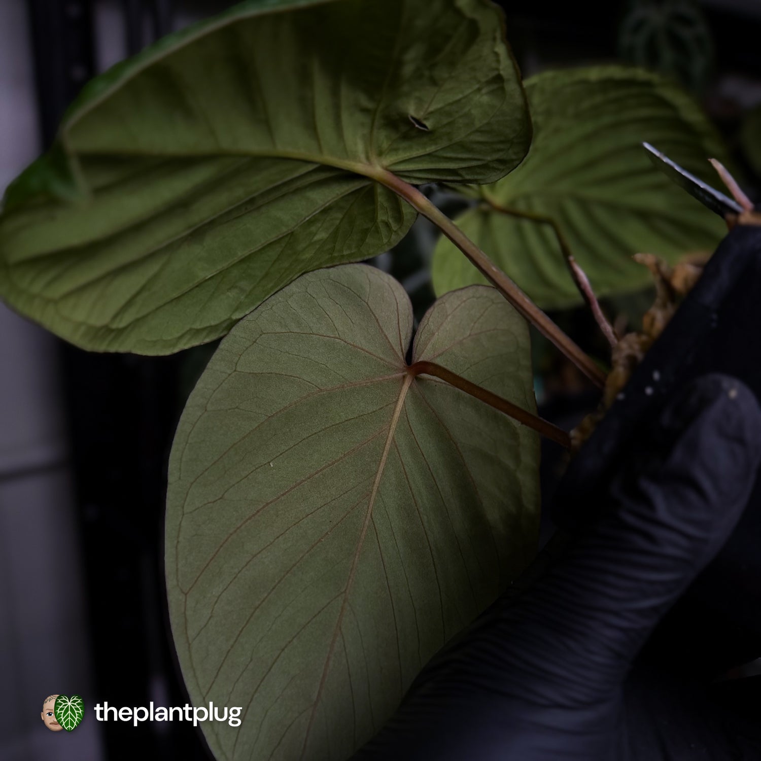 Anthurium 'Midnight Velvet' x kunayalense ❤️